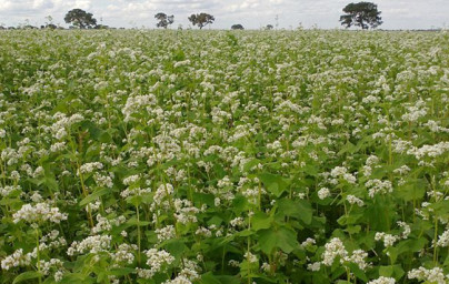 Pohánka (Fagopyrum esculentum)