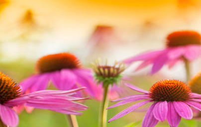 Echinacea (Echinacea purpurea)