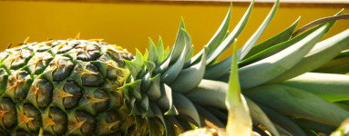 Ananás (Ananas comosus)