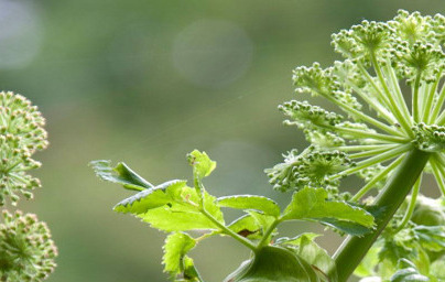 Angelika (Angelica archangelica)