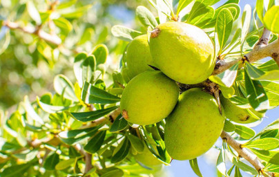 Argan (Argania Spinosa)