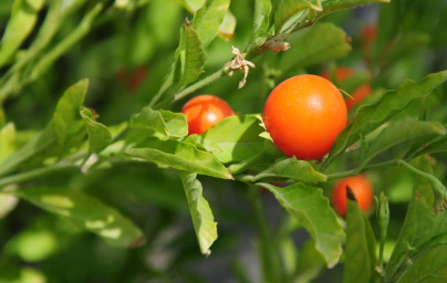 Ashwagandha (Withania Somnifera)