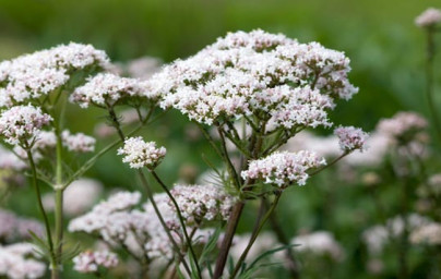 Valeriána (Valeriana officinalis)