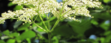 Baza (Sambucus)