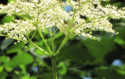 Baza (Sambucus)