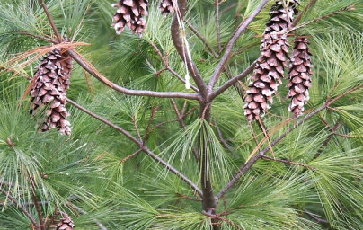 Borovica (Pinus)