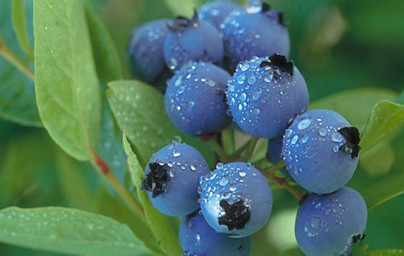 Čučoriedky (Vaccinium myrtillus)