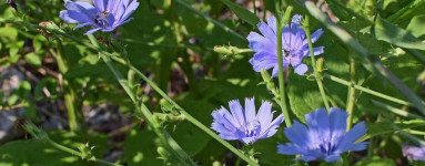 Čakanka obyčajná (Cichorium intybus L.) 