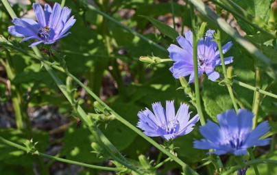 Čakanka obyčajná (Cichorium intybus L.) 