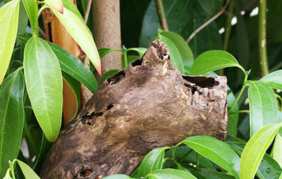 Škorica (Cinnamomum ceylonicum)