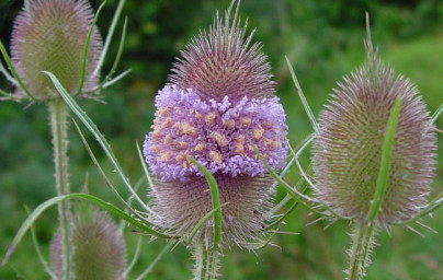 Štetka lesná (Dipsacus fullonum)