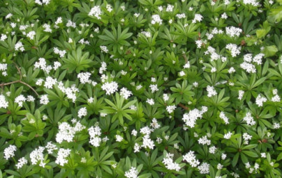 Lipkavec marinkový (Galium odoratum)