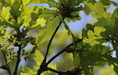 Dub letný (Quercus robur)