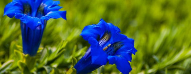 Horec (Gentiana lutea) 