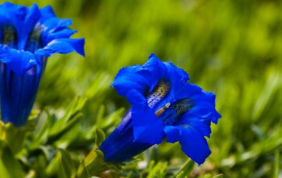 Horec (Gentiana lutea) 