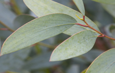 Eukalyptus (Eucalyptus)