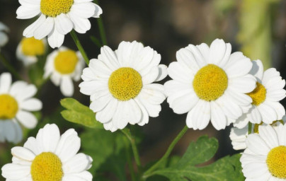 Rimbaba (Tanacetum parthenium)