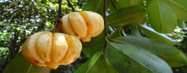 Garcínia (Garcinia Cambogia)