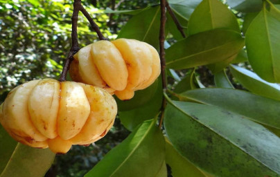 Garcínia (Garcinia Cambogia)