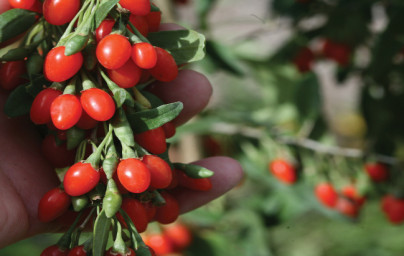 Goji (Lycium barbarum)