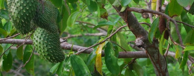 Graviola (Annona muricata)