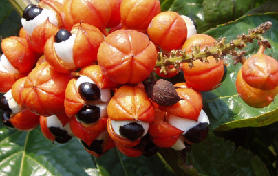 Guarana (Paullinia cupana)