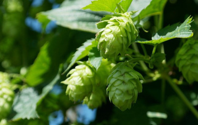 Chmeľ (Humulus lupulus)