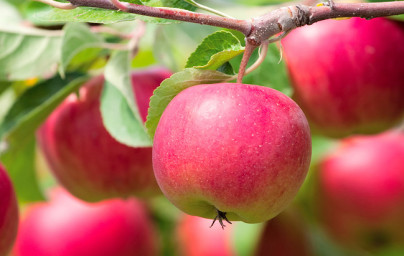 Jabloň (Malus domestica)