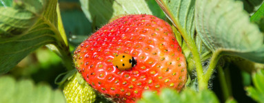 Jahody (Fragaria vesca)