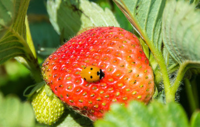 Jahody (Fragaria vesca)