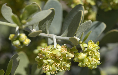 Jojoba (Simmondsia chinensis)