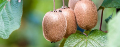 Kiwi (Actinidia deliciosa)