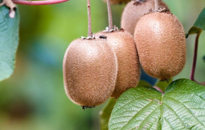 Kiwi (Actinidia deliciosa)