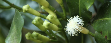 Klinčeky (Syzygium aromaticum)