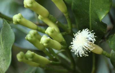 Klinčeky (Syzygium aromaticum)