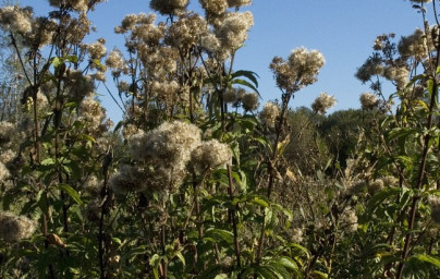 Konopáč (Eupatorium cannabinum)