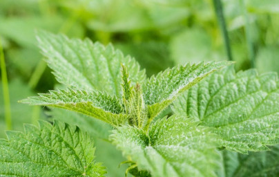 Žihľava (Urtica dioica)