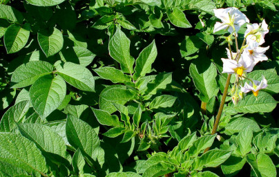 Zemiak (Solanum tuberosum)