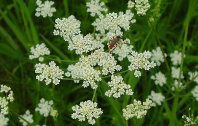 Rasca (Carum carvi)