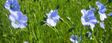 Ľan (Linum usitatissimum)