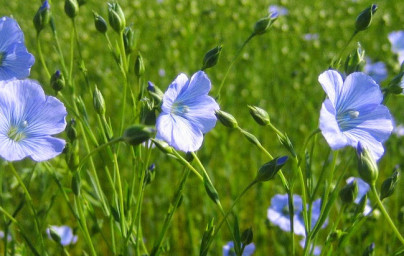 Ľan (Linum usitatissimum)