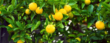 Citrón (Citrus × limon)