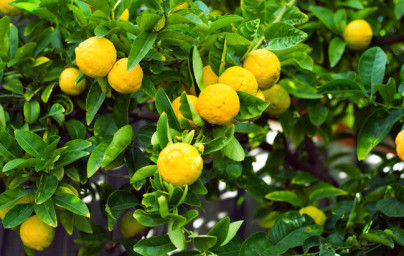 Citrón (Citrus × limon)