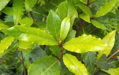 Vavrín (Laurus nobilis)