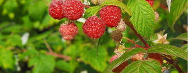 Maliny (Rubus idaeus) 