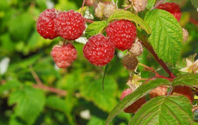 Maliny (Rubus idaeus) 