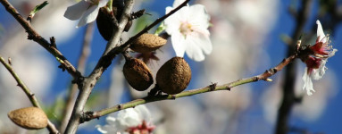 Mandle (Prunus dulcis)