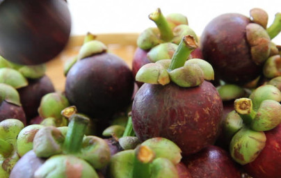 Mangostána (Garcinia mangostana)