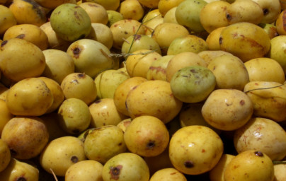 Marula (Sclerocarya birrea)