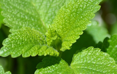 Medovka (Melissa officinalis)